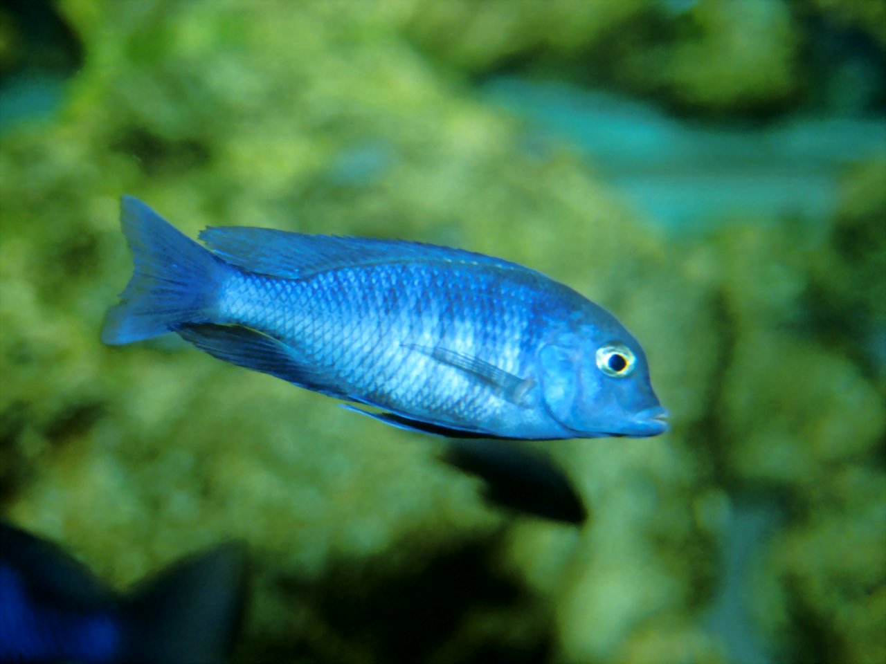 Edenpics_com Pez_azul Parque_zoologico Jpg Edenpics_com Pez_azul Parque_zoologico Jpg