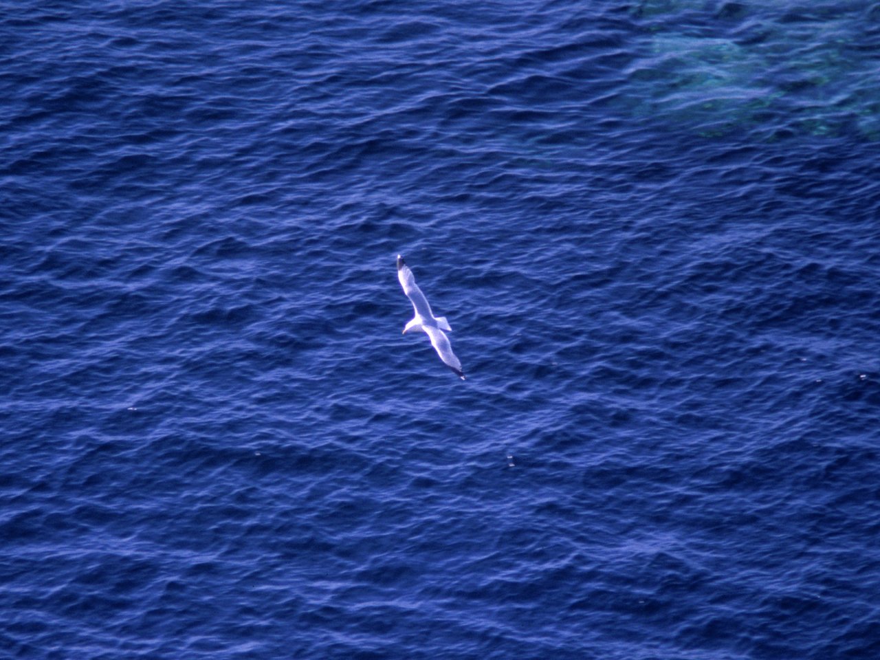 [Image: Edenpics-com_003-032-Mouette-volant-au-d...etagne.jpg]