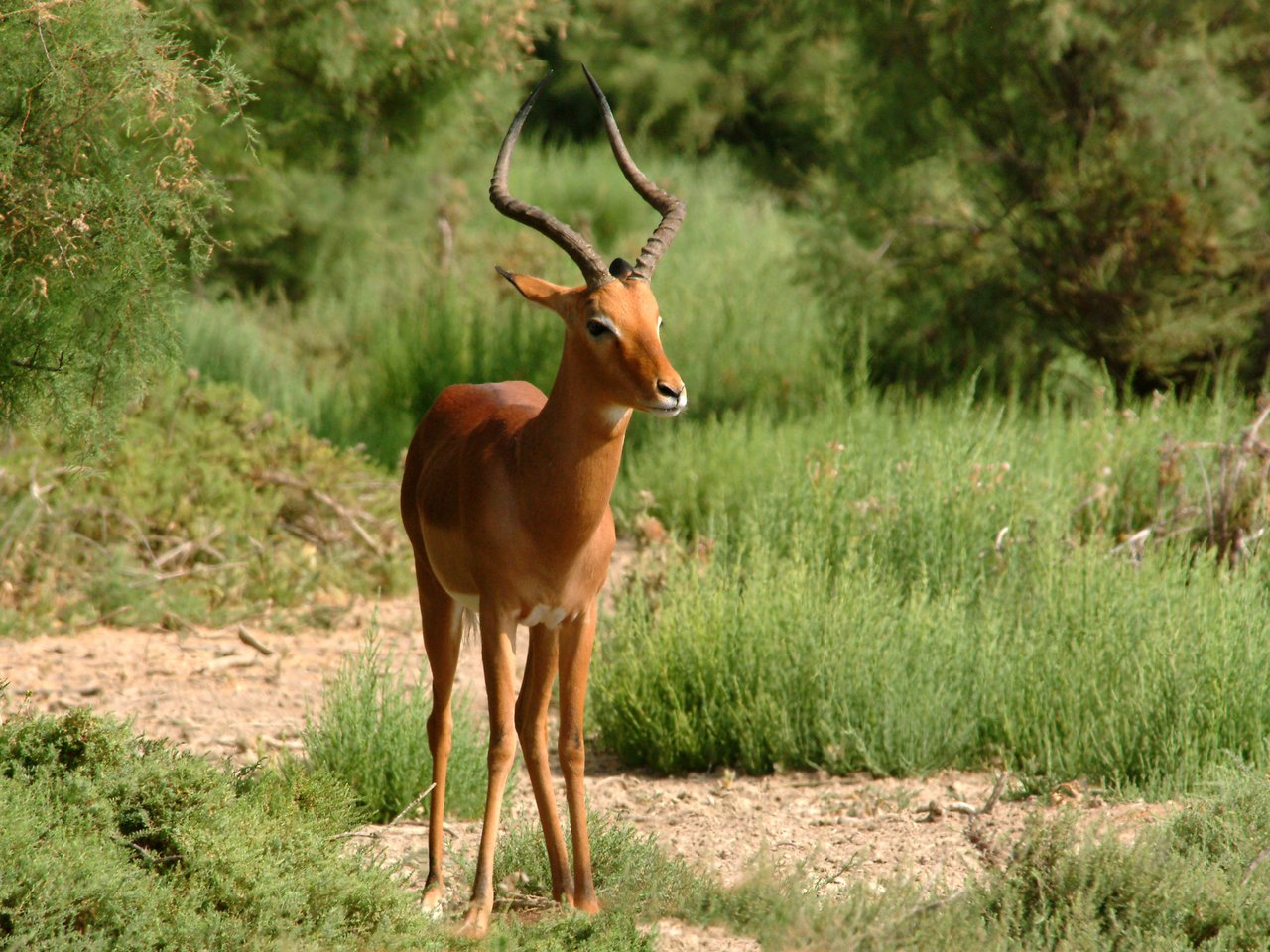 Impala Ram