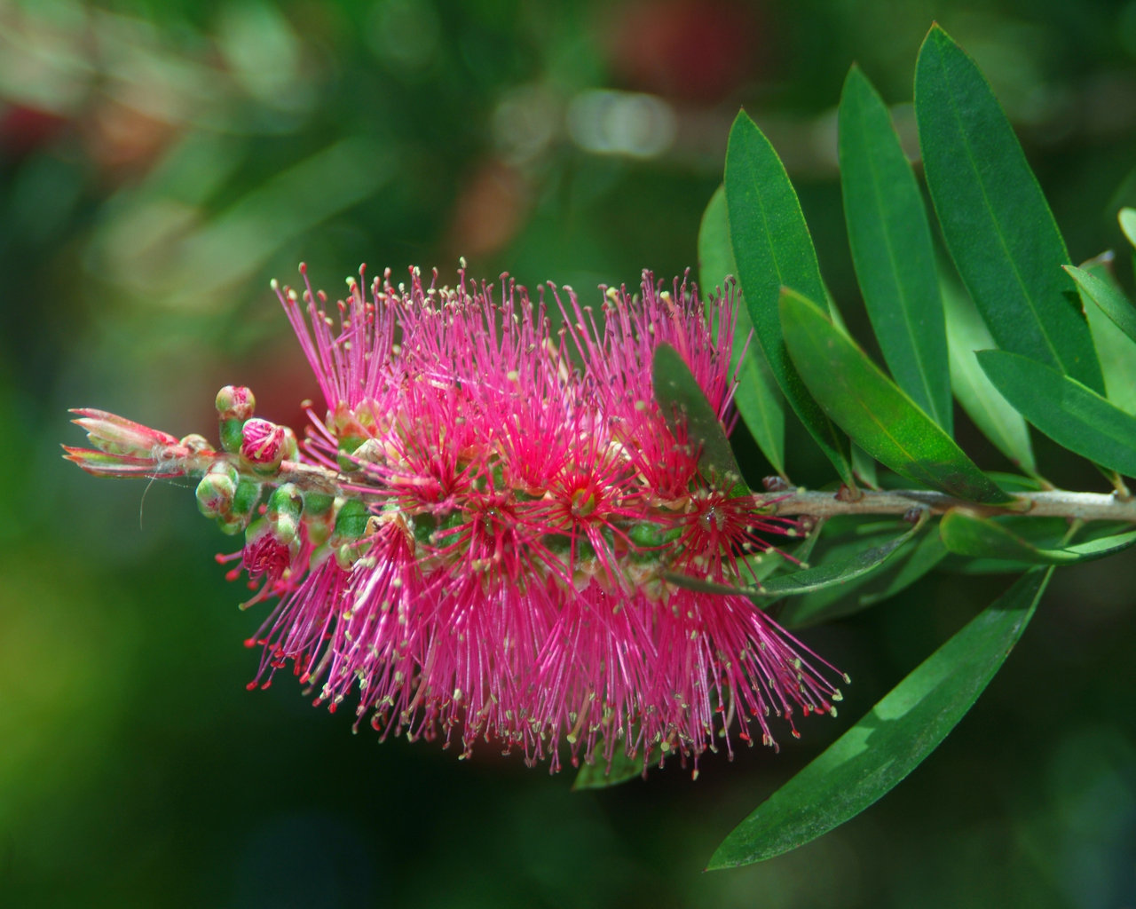 Crimson Bottlebrush Flower San Francisco Botanical Garden At