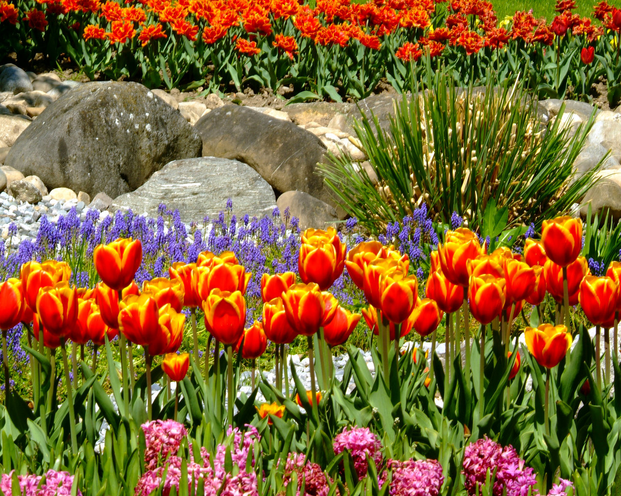Edenpics-com_005-137-Rows-of-flowers-with-tulips-Switzerland-Vaud-Morges.jpg