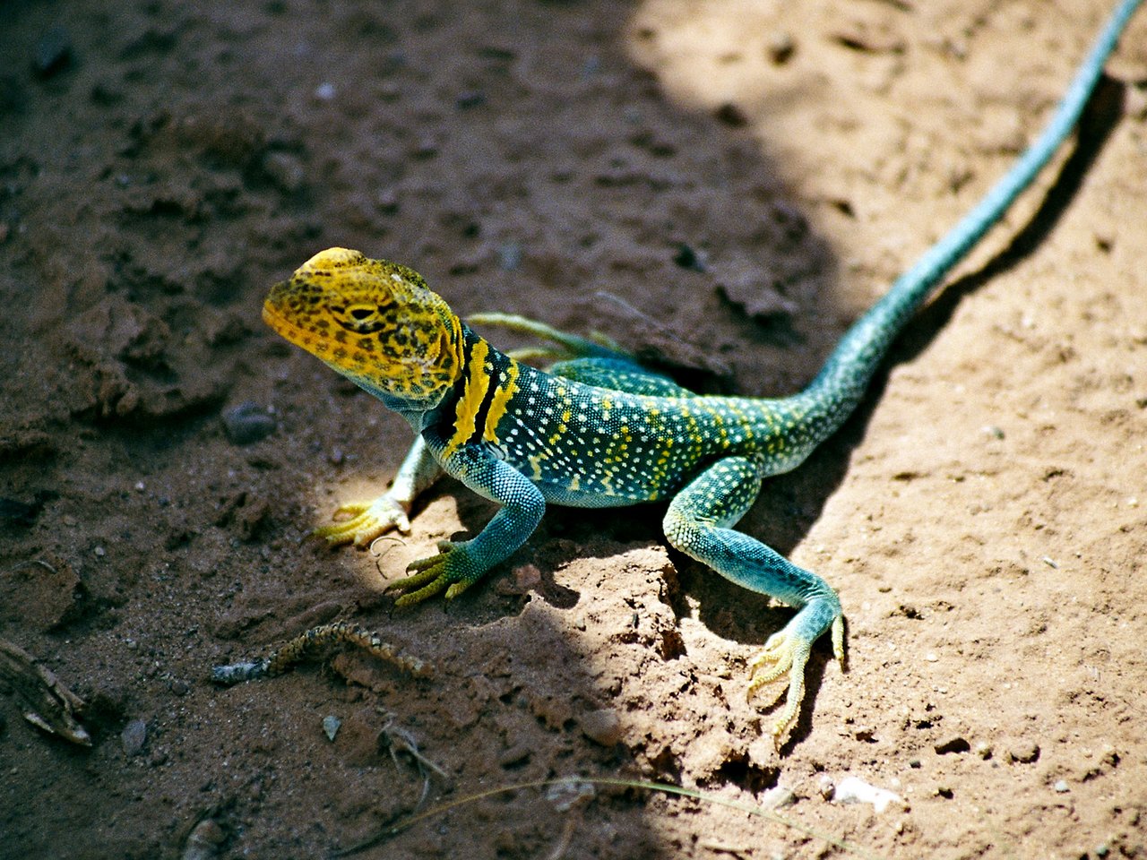 Lézard bleu à tête jaune Arches