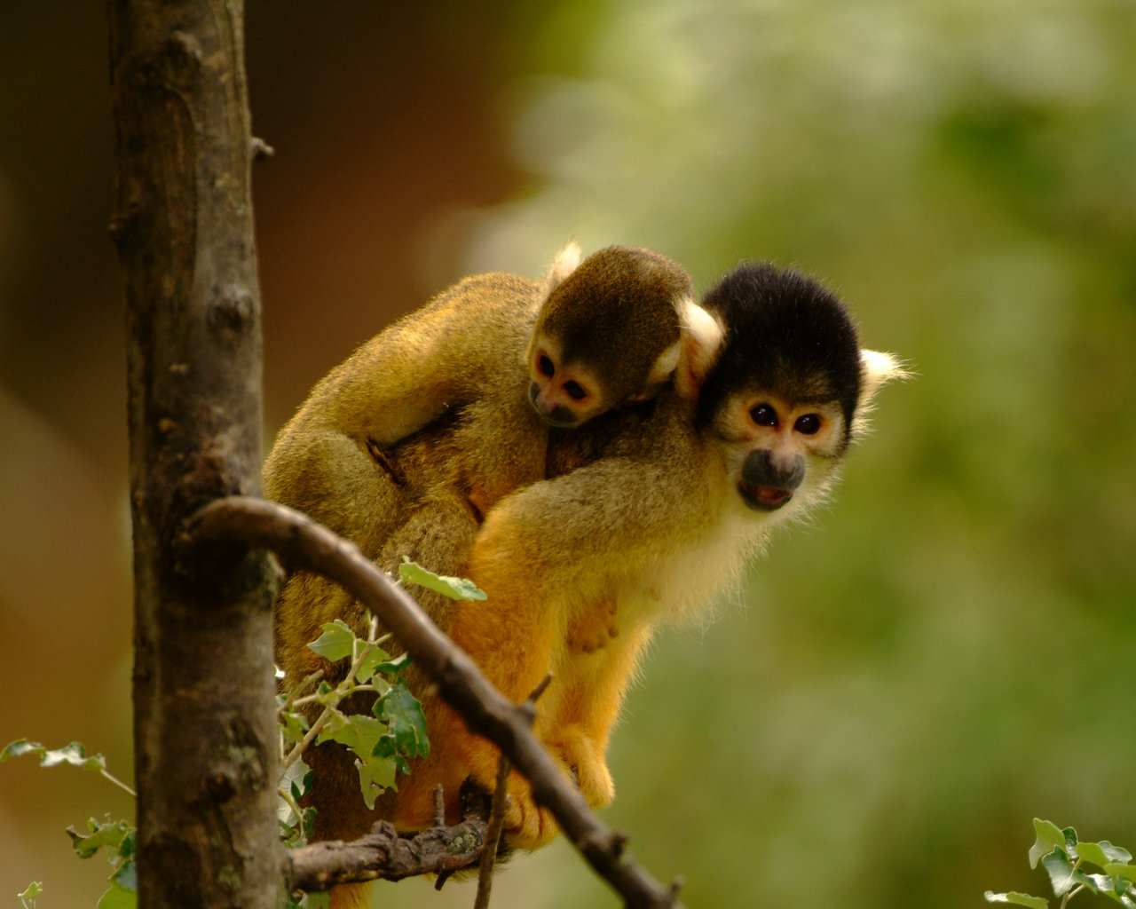 Saïmiri (singe écureuil) - Parc animalier de la Barben